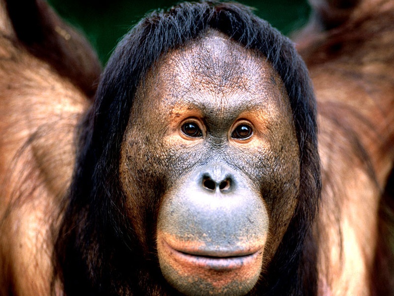 Bright Eyes, Borneo Orangutan